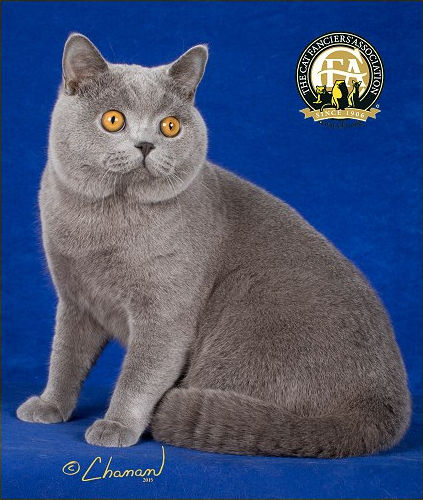 Top Cats 2016, Regions 1-9 – The Cat Fanciers' Association, Inc