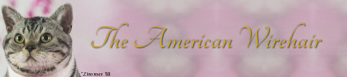 American Wirehair Breed Banner