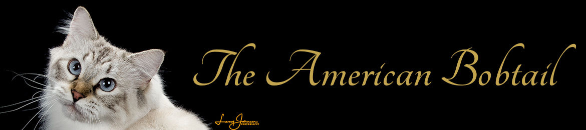 American Bobtail Breed Banner