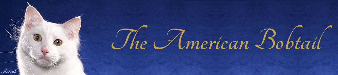 American Bobtail Breed Banner