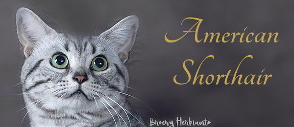American Shorthair Cat White Brown Tabby 1314160 Framed Prints