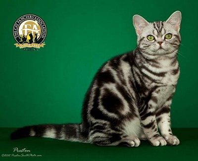 American Shorthair The Cat Fanciers Association Inc