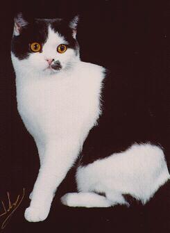 black and white british shorthair cat