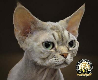 Devon Rex – The Cat Fanciers' Association, Inc
