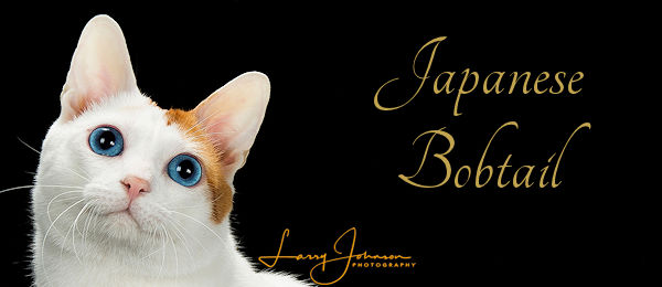 Japanese Bobtail – The Cat Fanciers' Association, Inc
