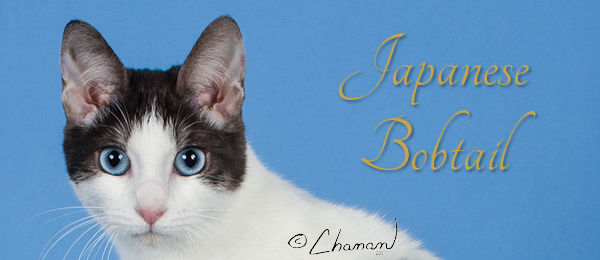 Japanese Bobtail – The Cat Fanciers' Association, Inc