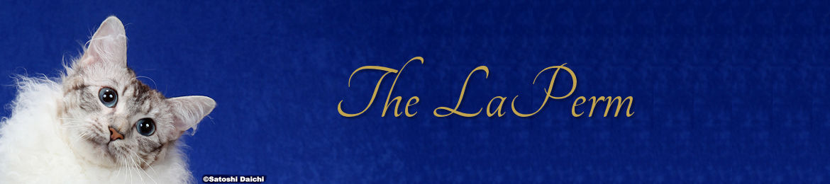 LaPerm Banner