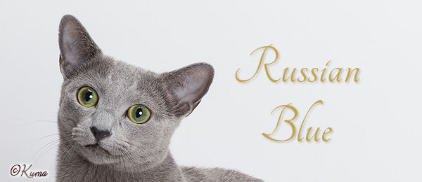 Russian Blue The Cat Fanciers Association Inc