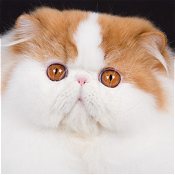 الوان القطط الشيرازى المختلفة