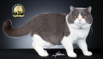 Breeds – The Cat Fanciers' Association, Inc