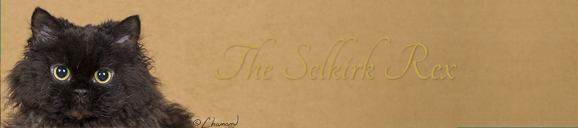 Selkirk Rex – The Cat Fanciers' Association, Inc