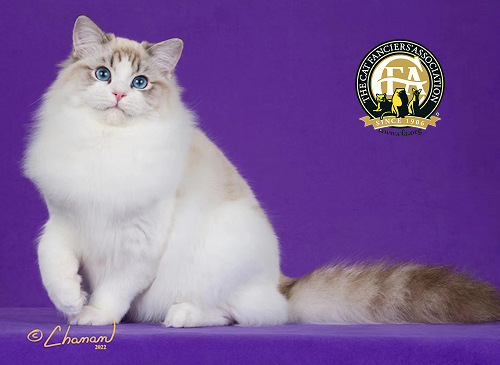 GC, BWC, NW ZEUS RAGDOLL JACKPOT OF DOLLY AVE