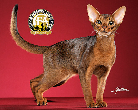 Junior's Neon Abyssinian Cat Racerback Tank Top Kitten Animal Pet Feline Rave 