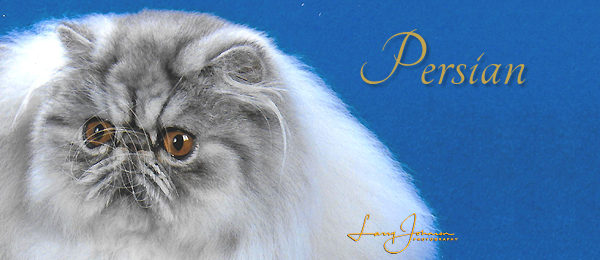 Persian – The Cat Fanciers' Association, Inc