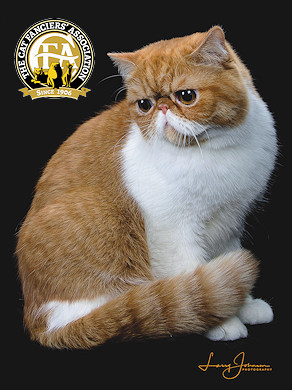 GP PURRTOPIA SUNNY SIDE UP CHAIGAR